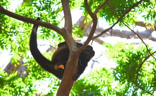 Descubriendo la vida silvestre